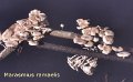 Marasmiellus ramealis-amf1274